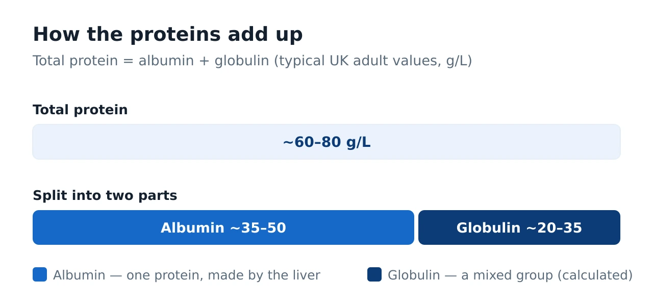 Stacked bar showing total protein of about 60 to 80 grams per litre made up of albumin about 35 to 50 and globulin about 20 to 35 grams per litre