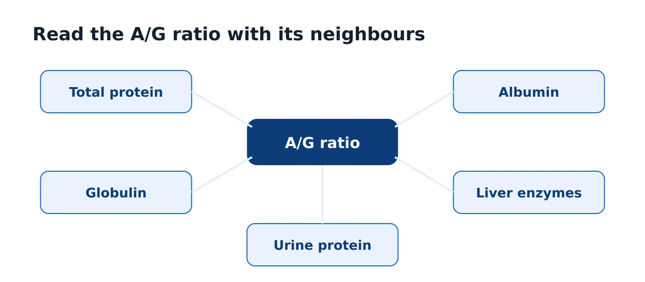 Panel of related markers that the A/G ratio should be read alongside: total protein, albumin, globulin, liver enzymes and kidney and urine protein tests