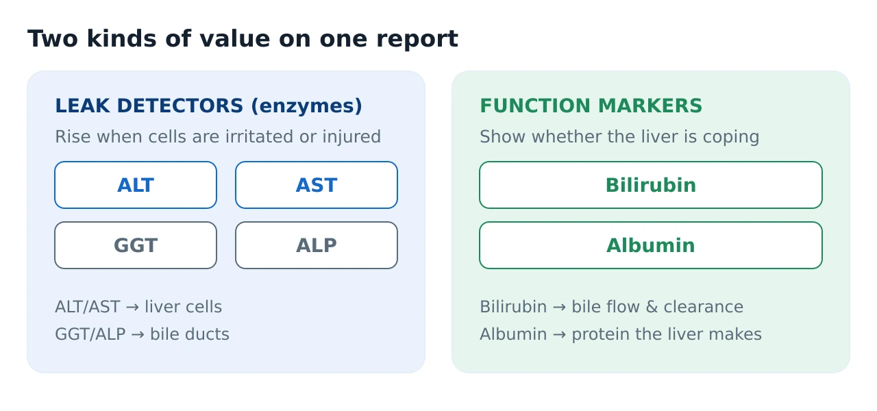 Diagram splitting the liver panel into two groups: leak-detector enzymes ALT, AST, GGT and ALP on the left, and function markers bilirubin and albumin on the right