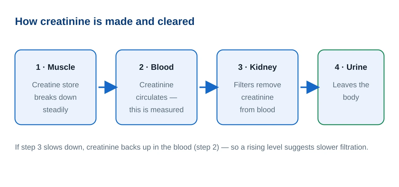 Flow diagram showing creatine in muscle breaking down into creatinine, entering the blood, being filtered by the kidney and leaving in urine