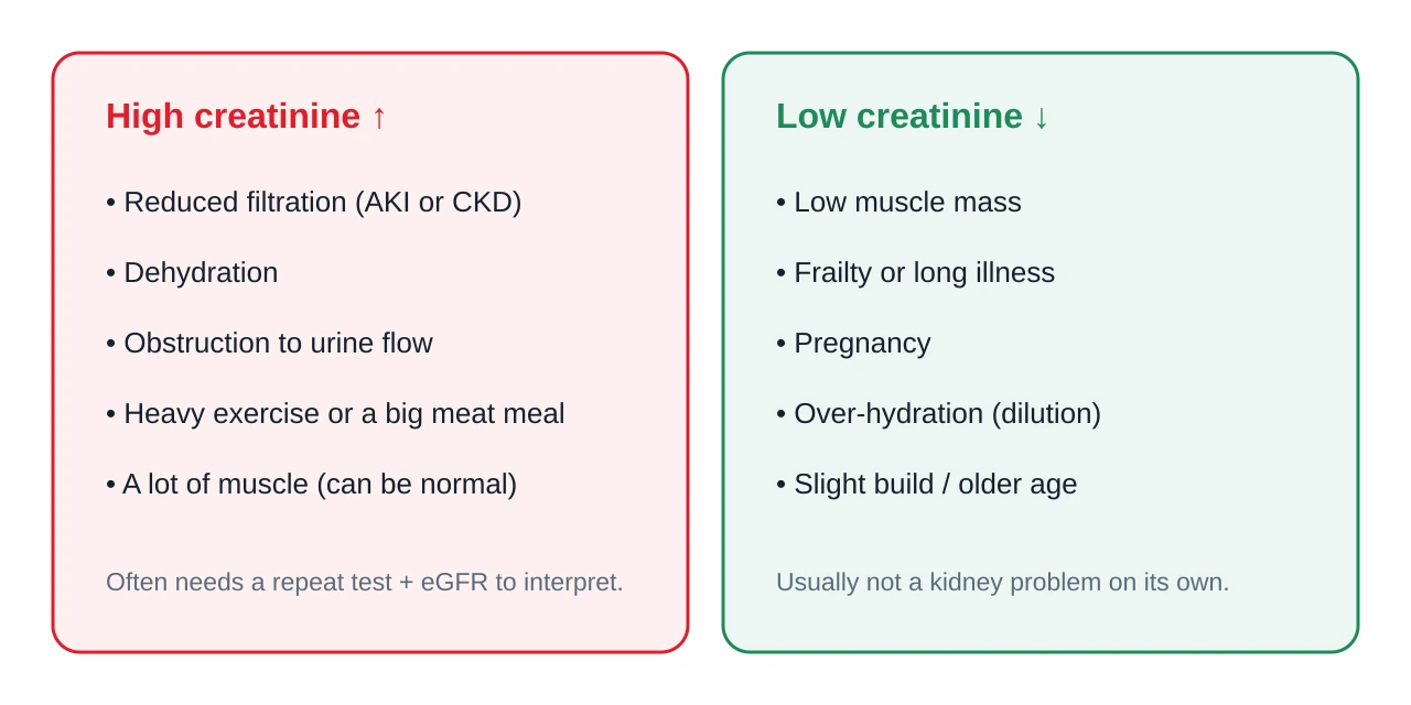 Two-column comparison of causes of high creatinine versus low creatinine, with high pointing to reduced filtration, dehydration, obstruction and exercise, and low pointing to low muscle mass, frailty, pregnancy and over-hydration