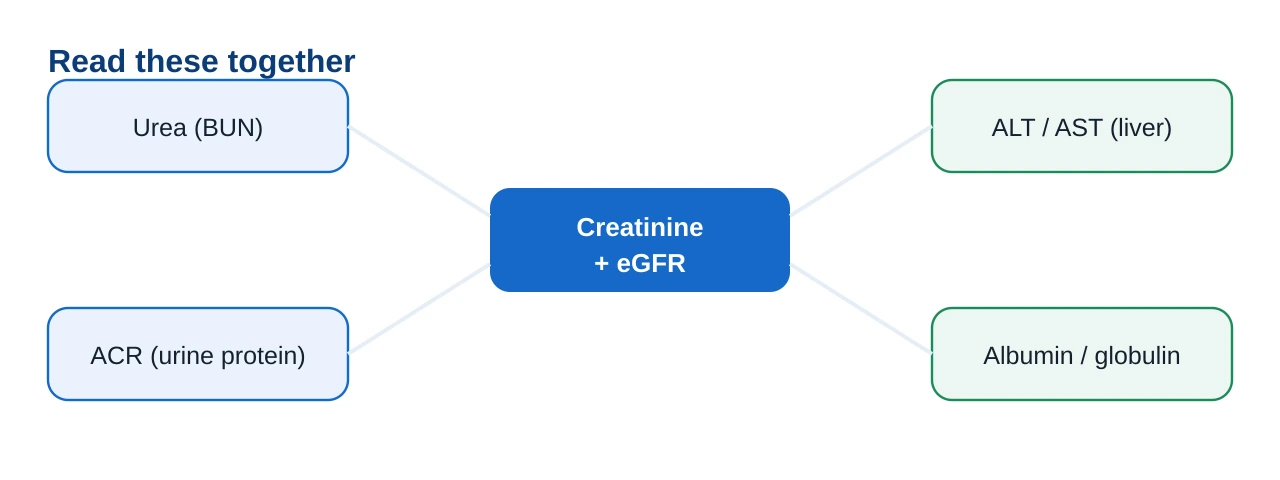 Related-markers panel linking creatinine and eGFR to urea, ACR, and liver tests such as ALT and AST that are often read alongside the kidney panel