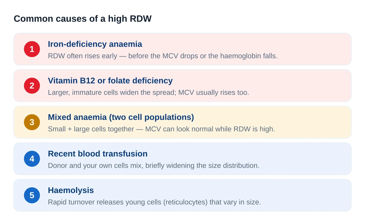 Panel listing the common causes of a high RDW: iron-deficiency anaemia, B12 or folate deficiency, mixed anaemia, recent transfusion and haemolysis