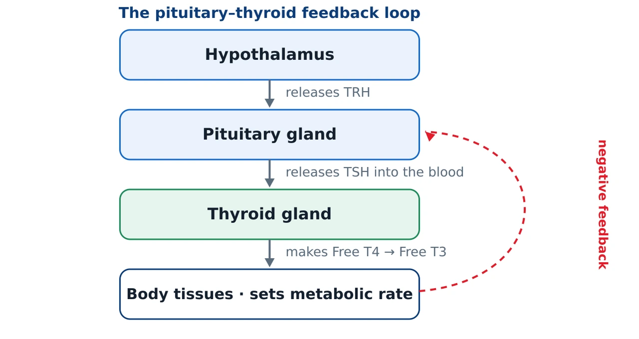 Flow diagram of the thyroid feedback loop: the hypothalamus releases TRH to the pituitary gland, which releases TSH into the blood, which tells the thyroid gland to make Free T4 and Free T3, which act on body tissues; a dashed loop shows negative feedback returning to the pituitary.