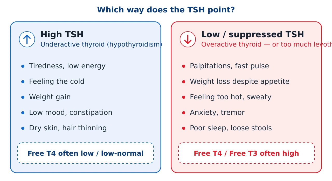 Two-column comparison. Left column headed High TSH points to an underactive thyroid with symptoms tiredness, feeling cold, weight gain, low mood and constipation, and Free T4 often low. Right column headed Low or suppressed TSH points to an overactive thyroid or too much levothyroxine with symptoms palpitations, weight loss, feeling too hot, anxiety and tremor, and Free T4 or Free T3 often high.