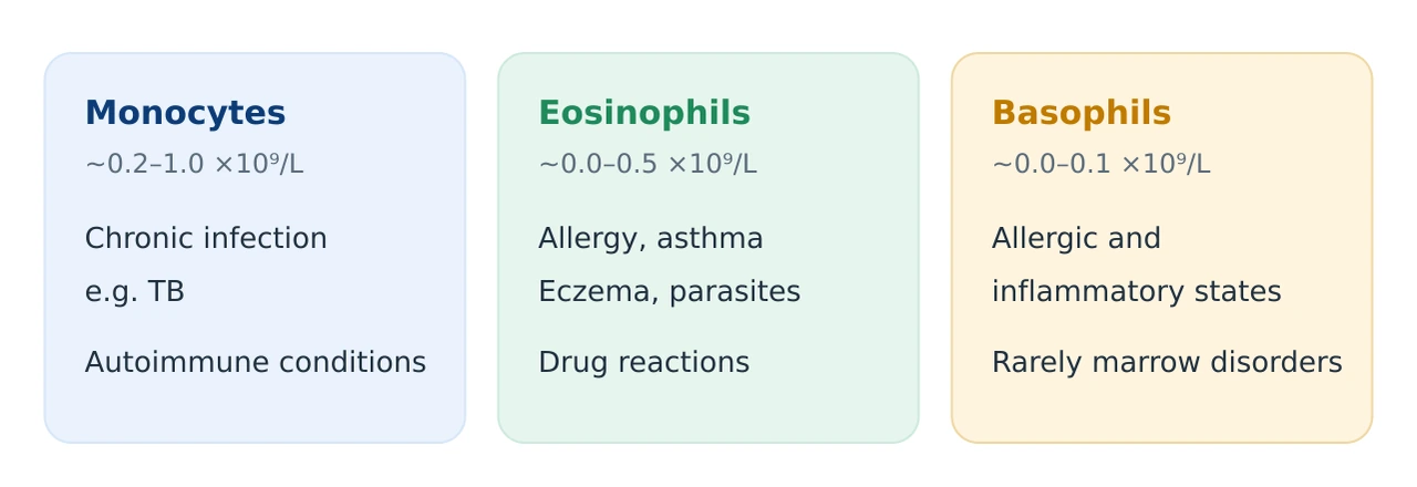 Three cards summarising monocytes, typical 0.2 to 1.0, rising with chronic infection such as TB and autoimmune conditions; eosinophils, typical 0.0 to 0.5, rising with allergy, asthma, eczema, parasites and drug reactions; and basophils, typical 0.0 to 0.1, involved in allergic and inflammatory responses
