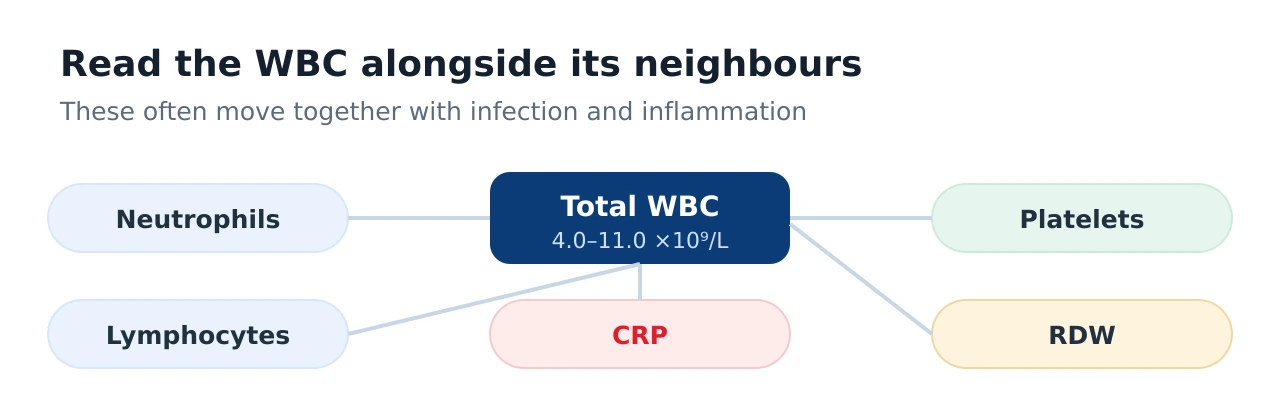Related markers panel showing that the white blood cell count is read alongside neutrophils, lymphocytes, CRP inflammatory marker, platelets and RDW, which often move together with infection and inflammation