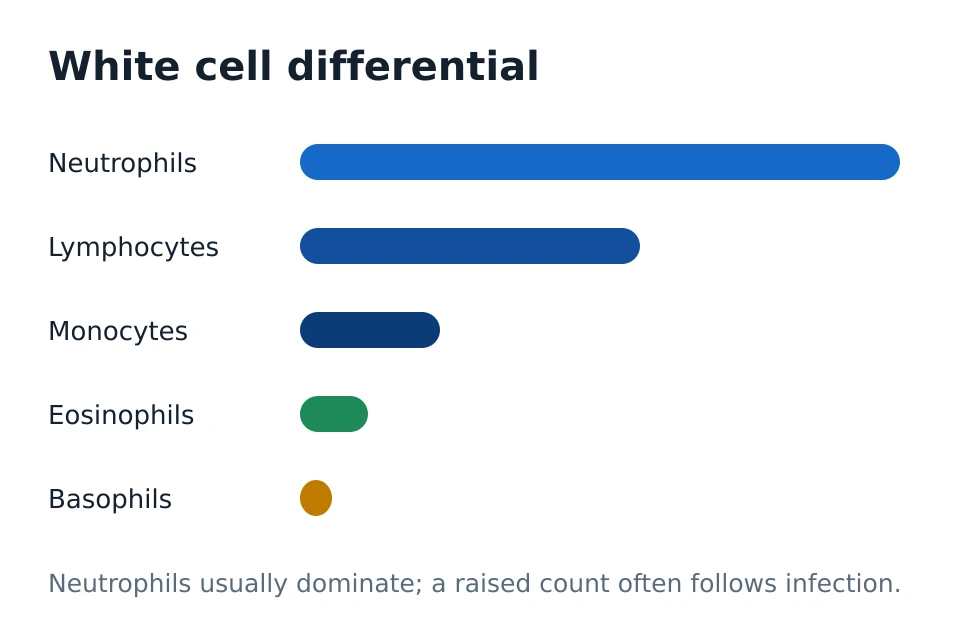 White cell differential shown as five stacked bars: neutrophils, lymphocytes, monocytes, eosinophils and basophils, with typical proportions of a full blood count.