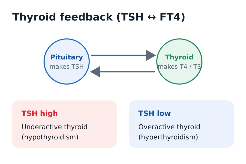 Thyroid feedback loop: the pituitary releases TSH which tells the thyroid to make T4 and T3; high TSH points to an underactive thyroid and low TSH to an overactive one.